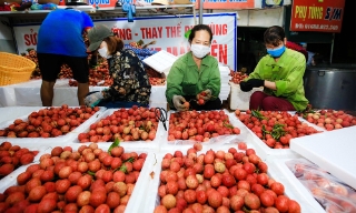 Phối hợp triển khai chương trình “Tuần lễ vải thiều Lục Ngạn, Tự hào nông sản Việt”